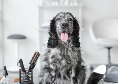 photo-toilettage-las canin-Toulon